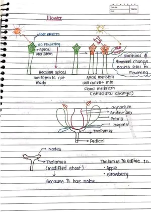Sexual Reproduction in Flowering Handwritten Notes