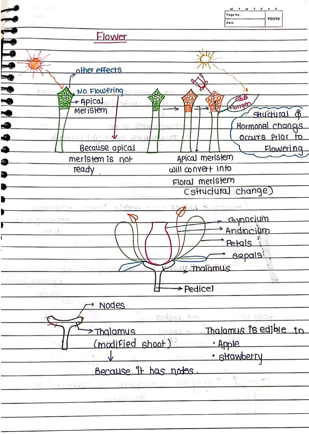 Sexual Reproduction in Flowering Handwritten Notes