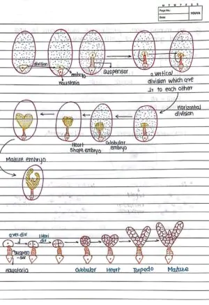 Sexual Reproduction in Flowering Handwritten Notes