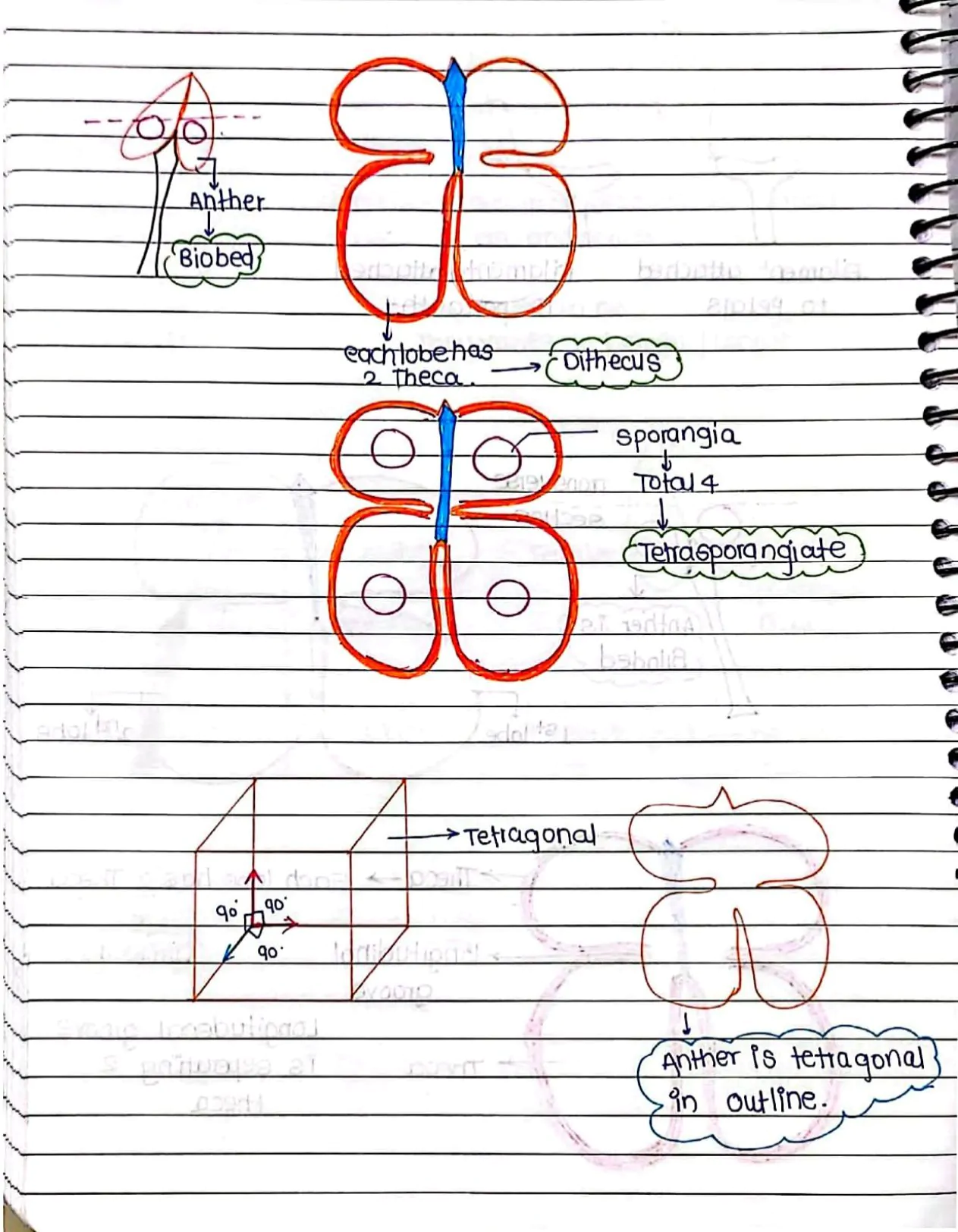 Sexual Reproduction in Flowering Handwritten Notes