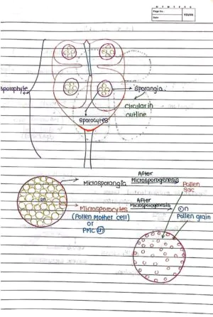 Sexual Reproduction in Flowering Handwritten Notes