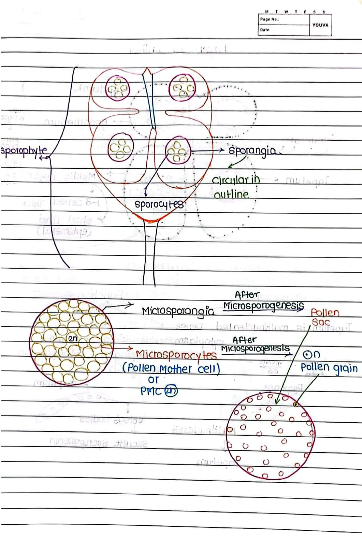 Sexual Reproduction in Flowering Handwritten Notes