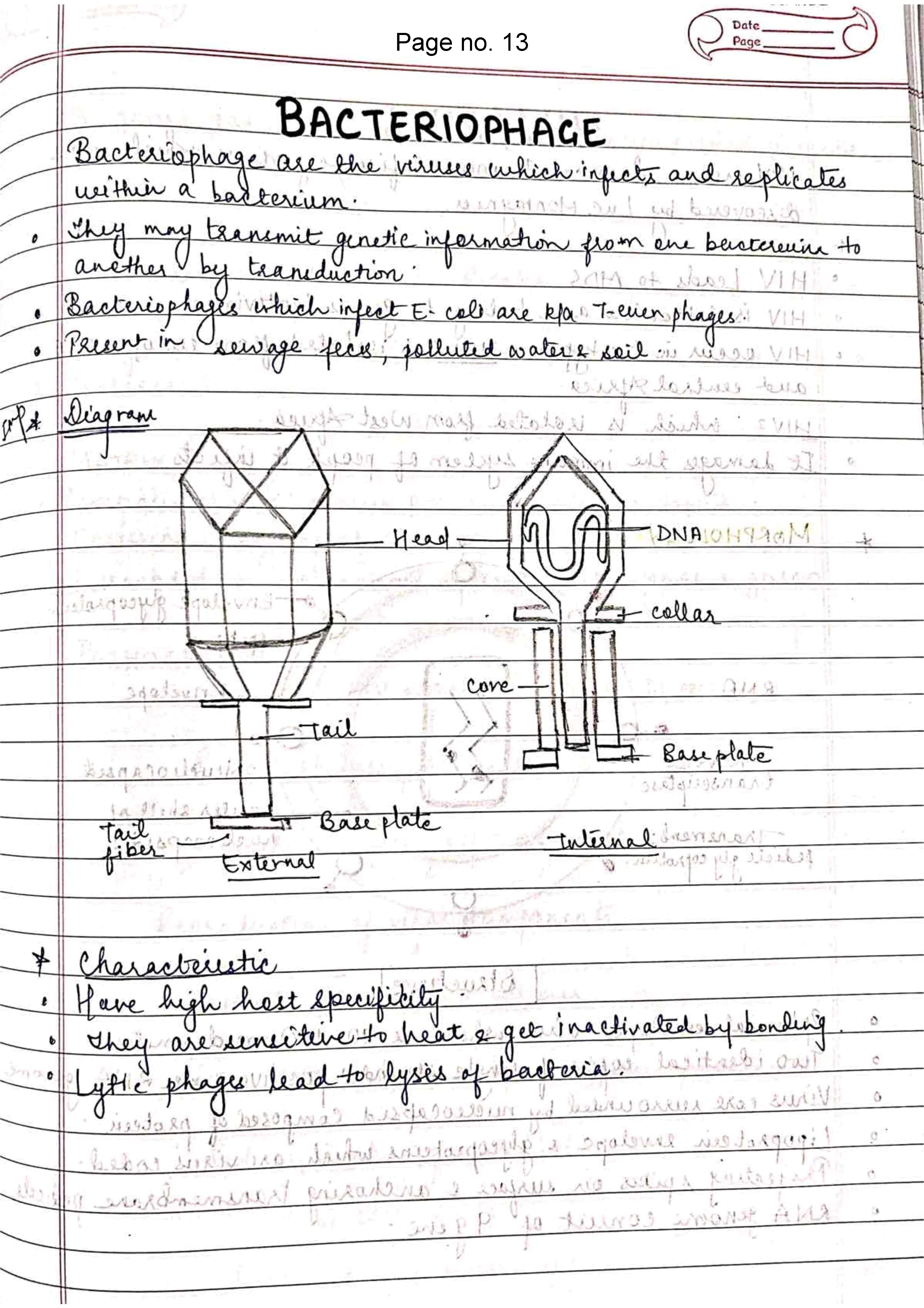 BDS 2nd year MICROBIOLOGY Handwritten Revision PRINTED notes for University exams 💯 (Spiral Binded) - Image 4