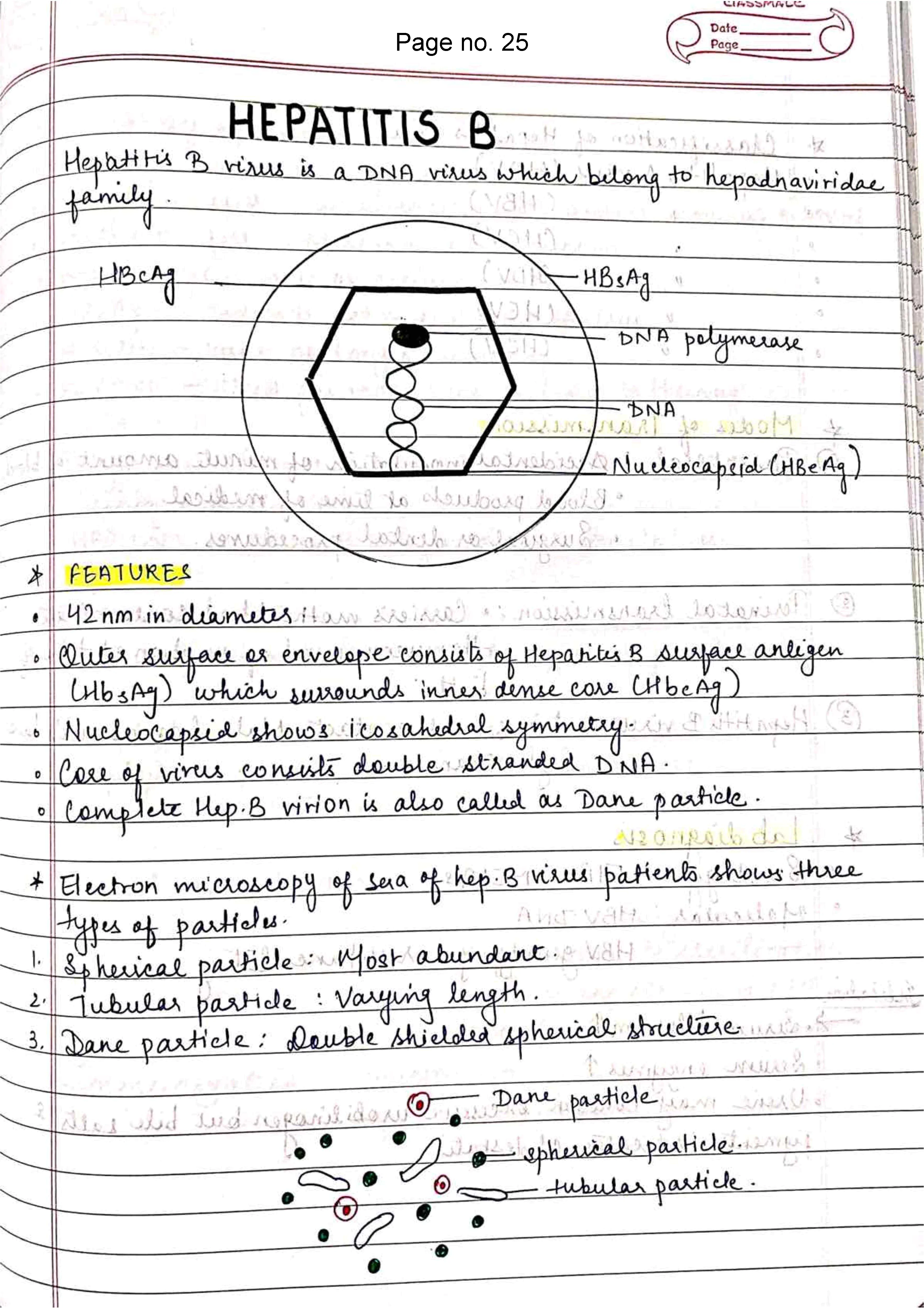 BDS 2nd year MICROBIOLOGY Handwritten Revision PRINTED notes for University exams 💯 (Spiral Binded) - Image 6