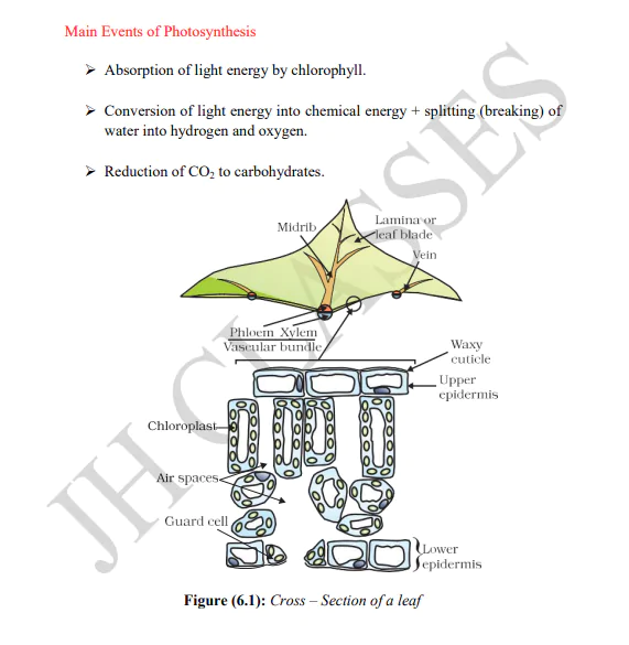 Life Process Full Concept Explanation with Solved Exercise and Last Five Years Solved Question Papers PDF Download by Dr. Juber Hawaldar (JH) - Image 3