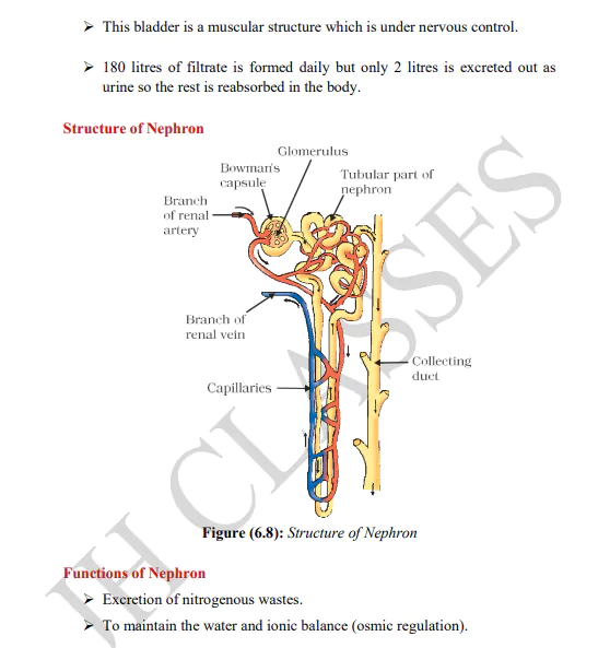 Life Process Full Concept Explanation with Solved Exercise and Last Five Years Solved Question Papers PDF Download by Dr. Juber Hawaldar (JH) - Image 5