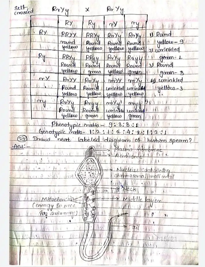 TH Biology class 12 previous year question paper solved july 2017 a( PDF only )