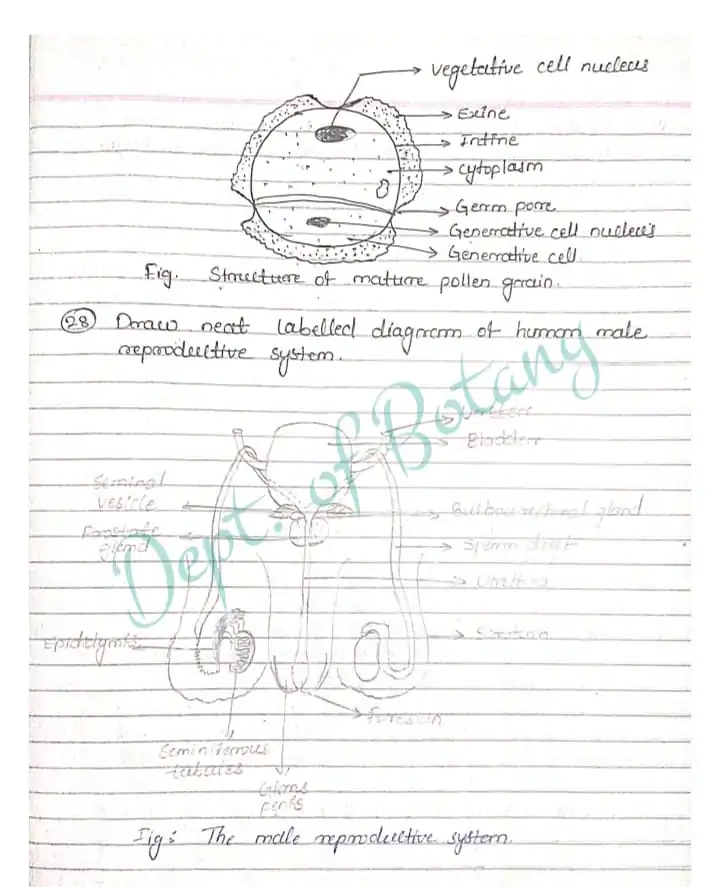 TH Biology class 12 previous year question paper solved march 2017 PDF - Image 3