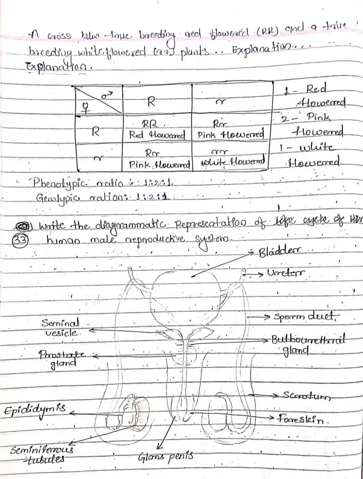 TH Biology class 12 previous year question paper solved july 2015 PDF - Image 2