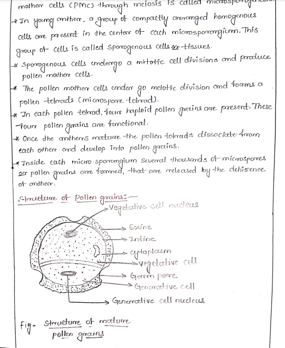 Class 12 Sexual Reproduction in Flowering Plants (Chapter - 1) by Tejashri CH (TH) - Image 3