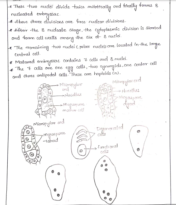 Class 12 Sexual Reproduction in Flowering Plants (Chapter - 1) by Tejashri CH (TH) - Image 4