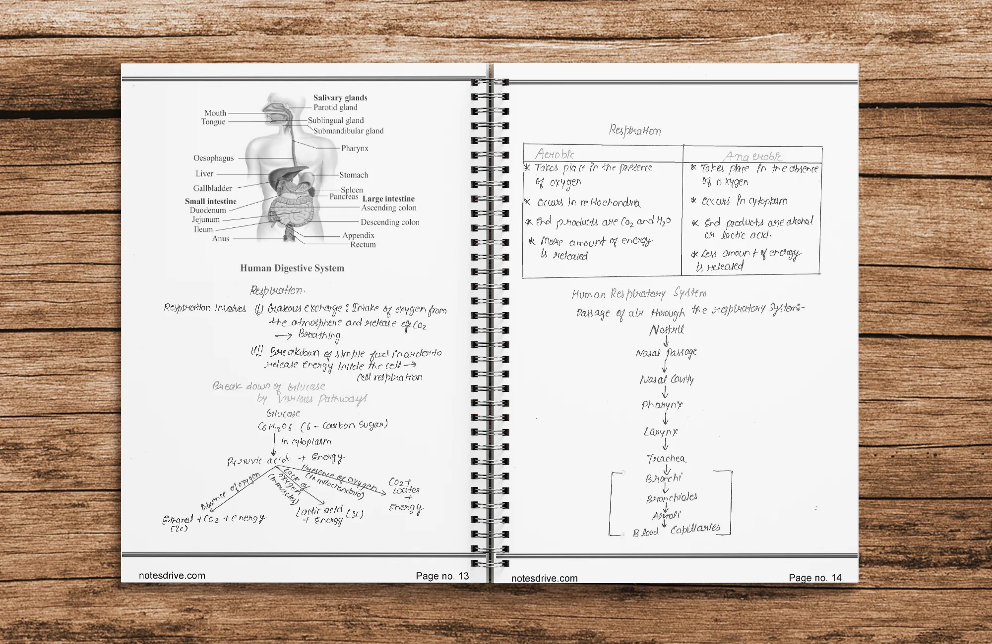 Class 10 Biology Handwritten printed Notes with Chapter-wise Question Papers | Master Series | NCERT Aligned | CBSE Board Exam Preparation - Image 6